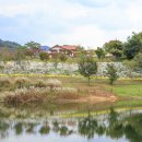 옥정 왕벚나무길 이미지