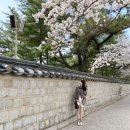 신평동1056 | [경주] 봄맞이 1박 2일 '벚꽃여행'(대릉원/동궁과 월지/보문정)