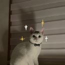 도도테라피 이미지