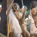 스타버니 이미지