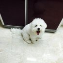 개멋내기 이미지