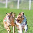 애견카페 134 이미지