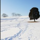 늘 푸른 나무 이미지