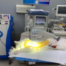 임재성동물의료센터 이미지