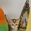 강서구-3 | 강서구고양이분양 브리티시숏헤어 3개월 입양 후기