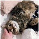 24시 송도 온 동물의료센터 이미지