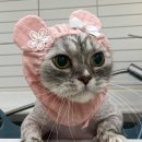 몽실캣 이미지