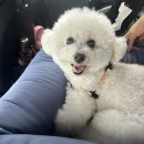 홍천시장화장실 | 애견동반 홍천 안림가 후기 💭 추석 가족여행