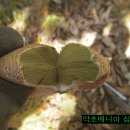 황토버섯 티스토리