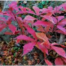 나무 206 이미지