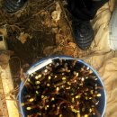 분천농장 이미지