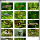 열대어의 종류와 특성 이미지