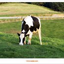 매화목장 이미지