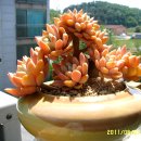 선달