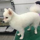 쁘띠멍멍 이미지