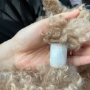 한강동물메디컬센터 | 슬개골 4기였던 푸들의 슬개골 수술 후기(3개월 차 후기)