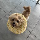 여량축산 | [보리네곳간] 수의사 추천 동물병원 사료 유한양행 레시피브이 다이어트앤조인트 후기