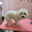 개이쁘댕 이미지