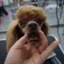 이쁘개 해줄개 이미지