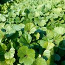 농사꾼농장 이미지