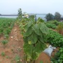 아미로농장 이미지