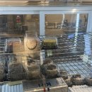 어피펄(APEOPER) | [상봉맛집] APEOPER 어피펄상봉점 | 치즈케이크 전문점 | 상봉역 3번 출구 | 내돈내산 후기