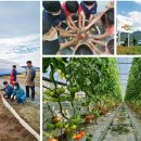 임실레드팜영농조합법인 이미지