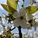 black pear 이미지