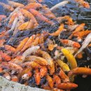 섬진강어류생태관 이미지