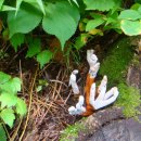 쉼터사슴 이미지