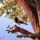 천지미인 백두산 이미지