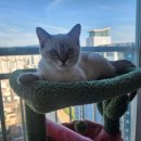 고양이 하루 이미지