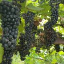 상두농장 이미지