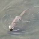 대구 범어천의 수달 이미지