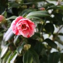 카멜리아(Camellia) 이미지