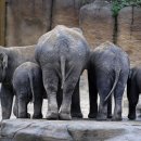 코끼리셀프 이미지