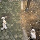 도담댕기 이미지