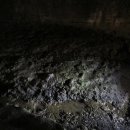 일출랜드식물원 이미지