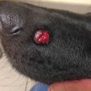 닥터펫 동물의료센터 이미지