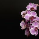 고려자원 이미지