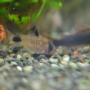 팬더 짜장마당 이미지