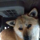 세븐일레븐(가평자라째즈점) 이미지