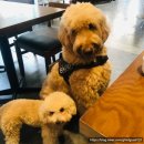 086.사동초교삼거리_1 | [호치민 2군 Lai 176 steak house : 타오디엔 애견 동반 스테이크 맛집]