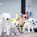 애견패션제작 이미지