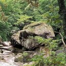 요룡대 Daum카페
