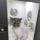 우주펫살롱 이미지