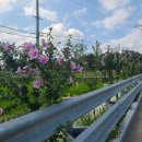 무궁화100리길 이미지