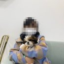 오아이펫강아지고양이