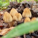 심종록 - 화엄버섯 15 외 1편 이미지