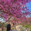 [전주] 완산칠봉꽃동산 겹벚꽃=4월말까지 이미지